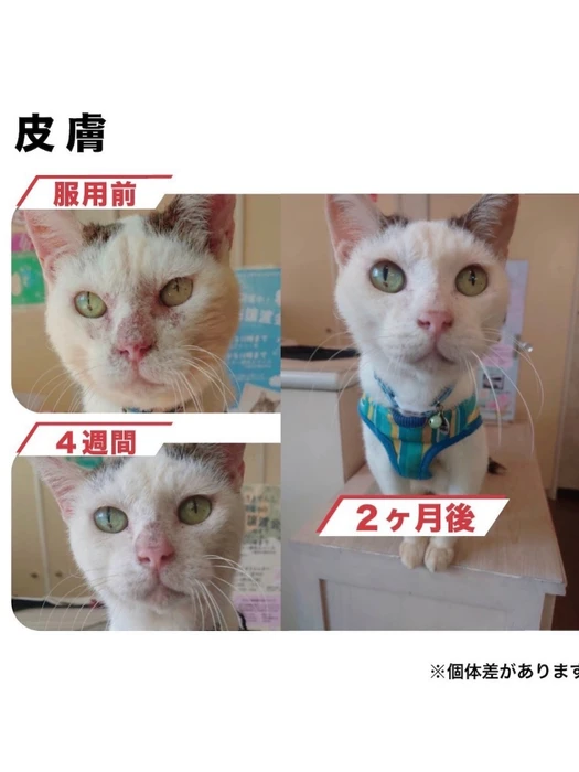 画像604